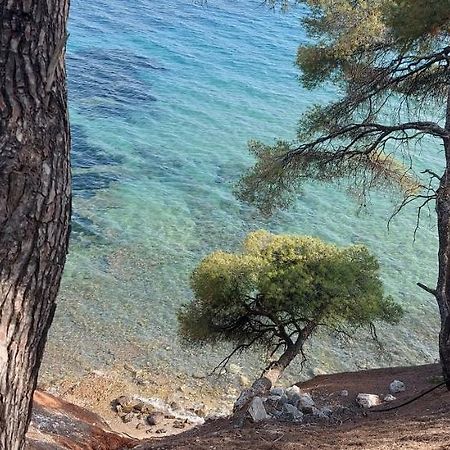 "Pine&Sea" Kastamoniti Beach Nikíti Eksteriør bilde