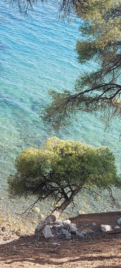 "Pine&Sea" Kastamoniti Beach Nikíti Eksteriør bilde