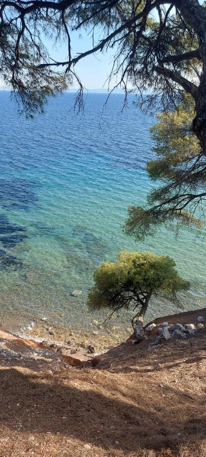 "Pine&Sea" Kastamoniti Beach Nikíti Eksteriør bilde